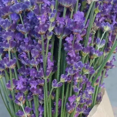 Jozefina Appartamento